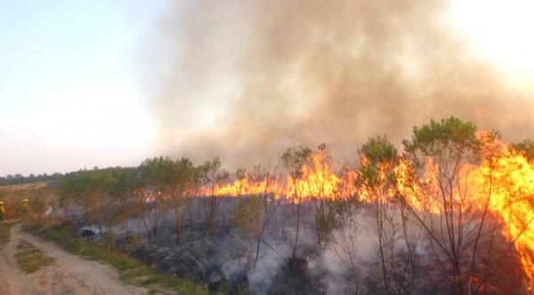 Incendios forestales afectaron la Reserva San Rafael: 60 hectáreas fueron consumidas