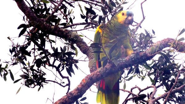 Asunción y Central, entre los sitios con mayor cantidad de loros del país