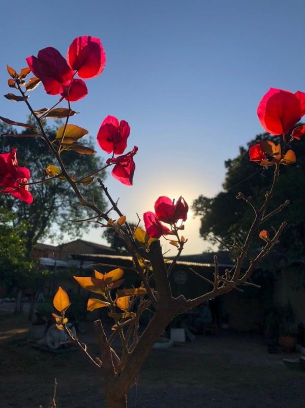 Asunción se vestirá de flores y follaje al cumplir 484 años de fundación - Nacionales - ABC Color