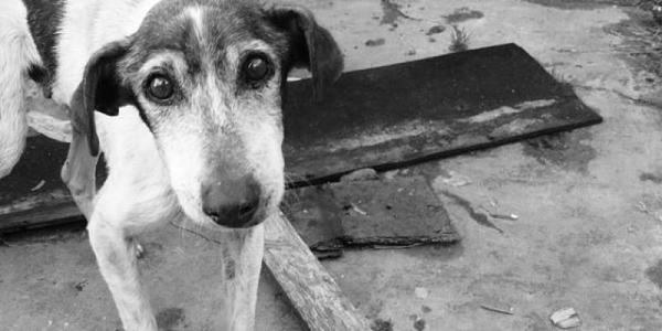 Día del Perro Callejero: fecha para impulsar la adopción de estos animales