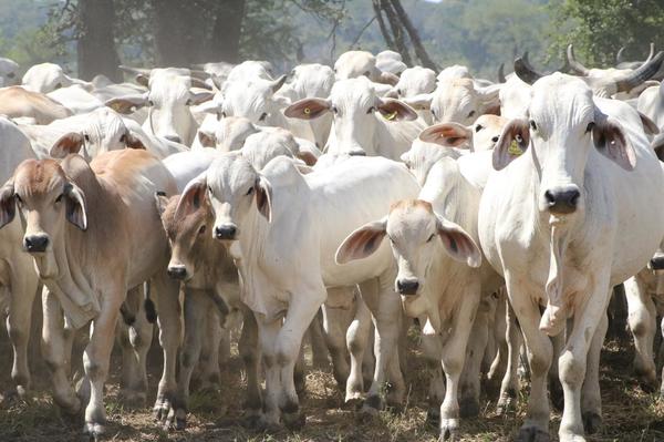 Ganadera Puerto Max: hoy abren pre ofertas para 3.000 terneras cbo. 1 Brahman y Brangus