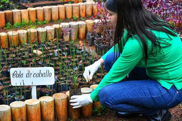 Huerto de Itaipu produjo cerca de 40.000 plantines medicinales en primer semestre del año | .::Agencia IP::.