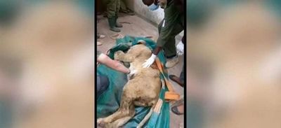 Un león desata el pánico al alejarse del parque nacional de Nairobi