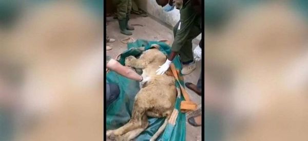 Un león desata el pánico al alejarse del parque nacional de Nairobi