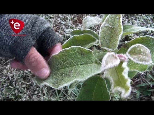 FRÍO POLAR PODRÍA CAUSAR MILLONARIAS PÉRDIDAS EN EL CAMPO, ADVIERTEN