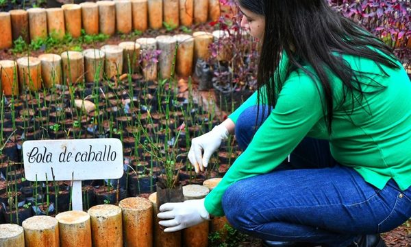 Casi 40 mil plantines medicinales produjo huerto de Itaipu en el primer semestre