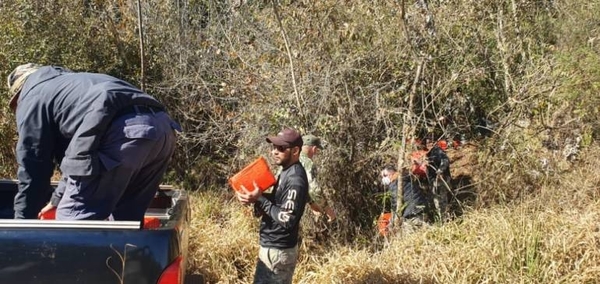 Diario HOY | Descubren 481 kilos de marihuana oculta en un monte de Canindeyú