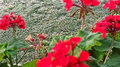 Itapúa registró heladas y -1,1°C de temperatura