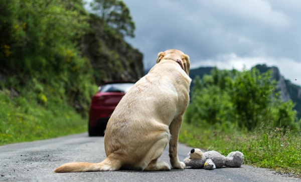 Viral: La desgarradora reacción de un perro al ser abandonado por su dueño (Video)