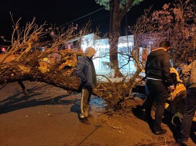 Motociclista sufre lesiones luego de que un árbol le cayera encima - Nacionales - ABC Color