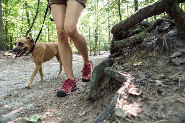 Qué evitar en una excursión con perro - Mascotas - ABC Color