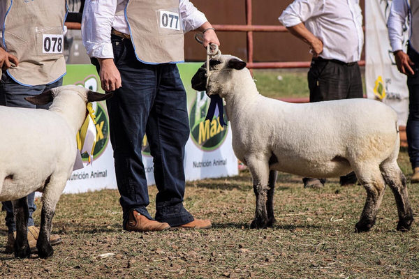 Expo demostró que “la producción de ovinos aumentó y mejoró significativamente”