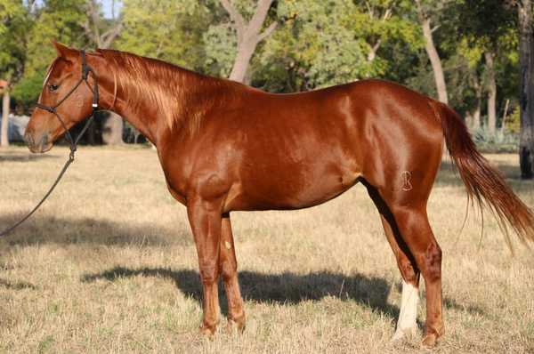 Hoy jueves, El Rodeo remata una selección de Cuarto de Milla con el sello de la APCM