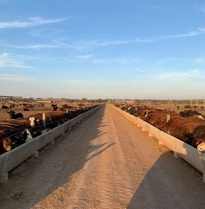 El índice del Novillo Mercosur registró la tercera suba consecutiva
