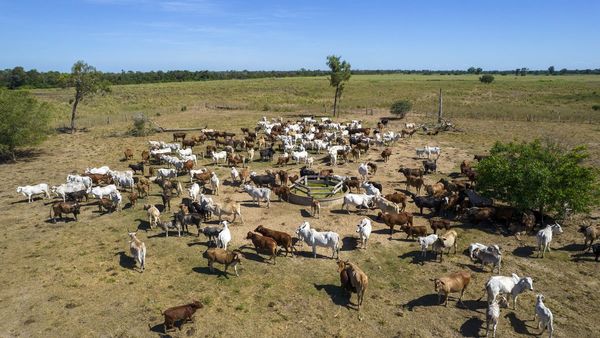 Campos del Chaco trasladan bovinos por sequía y heladas