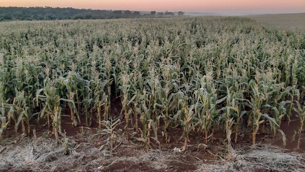 La escarcha causó un gran daño a las plantaciones en el Alto Paraná