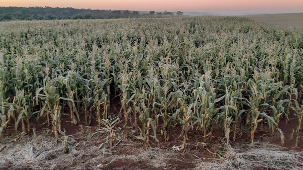 La escarcha causó un  gran daño a  las plantaciones en el Alto Paraná