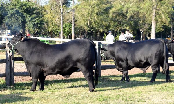 Calidad de la carne paraguaya exige más mercados premium, según titular del MAG