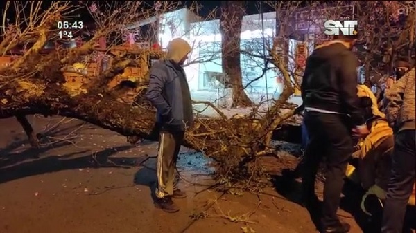 Árbol cayó sobre una joven - SNT