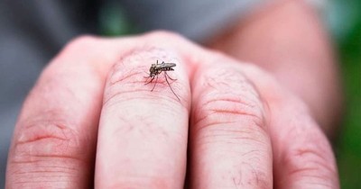 La Nación / Reportan nuevo descenso de notificaciones de dengue