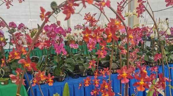 Feria de orquídeas por el Día de la Amistad se lleva a cabo frente a la UNA de San Lorenzo