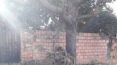 Árbol se secó por culpa de la quema de basura