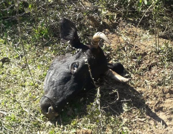Abigeato, robos y asaltos pululan en Caazapá ante inacción policial - Nacionales - ABC Color