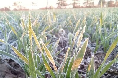 Cultivos de trigo son los más afectados por últimas heladas, reporta MAG