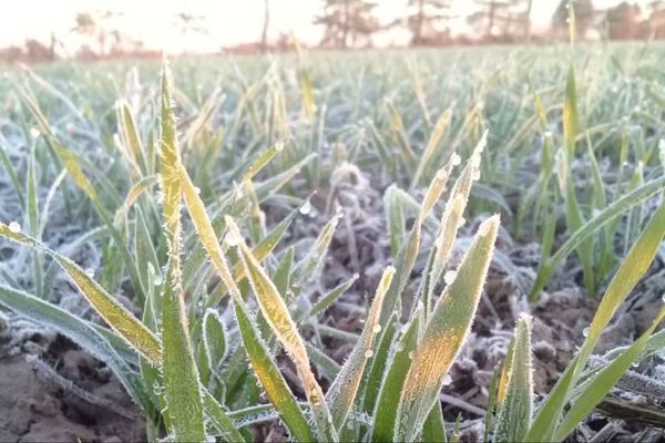 Cultivos de trigo son los más afectados por últimas heladas, reporta MAG