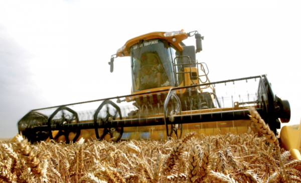 Diario HOY | Heladas afectan severamente al cultivo del trigo e impactan en la producción