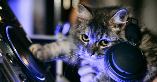Llamaron a la policía por ruidosa fiesta y descubrieron que era el gato - SNT