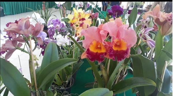 Hasta este viernes estará habilitada la Expo Feria de Orquídeas en San Lorenzo » San Lorenzo PY