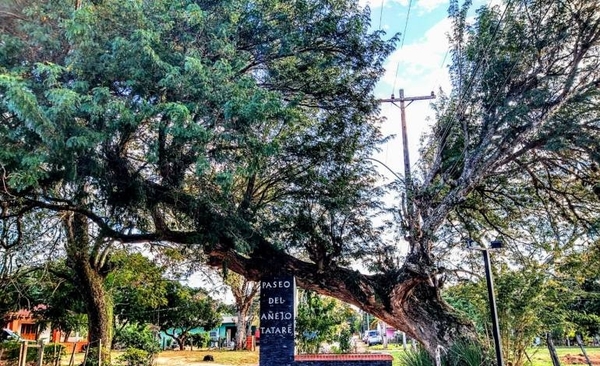 Diario HOY | El añejo Tatarẽ de Ayolas es el “Árbol de la Gente 2021” de Colosos de la Tierra