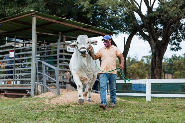 Prorrogan fecha límite de inscripción de animales para Expo Nacional de Ganadería