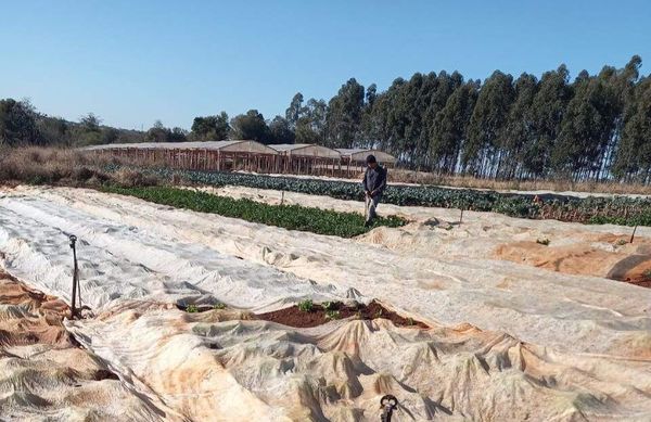 Ante constantes pérdidas por heladas, horticultores esperan ayuda del MAG - ABC en el Este - ABC Color