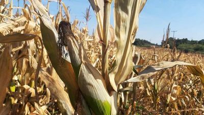 Heladas no dan tregua y preocupa daño en cultivos de maíz y trigo