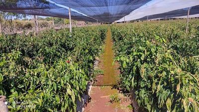 Impacto llegó  a hortalizas de Alto Paraná
