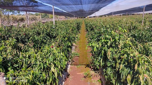 Impacto llegó a hortalizas de Alto Paraná