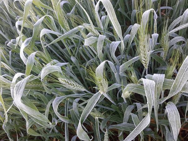 Plantaciones de TRIGO y CANOLA destruidas por heladas