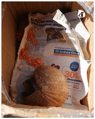 Un armadillo apareció en Barcequillo » San Lorenzo PY