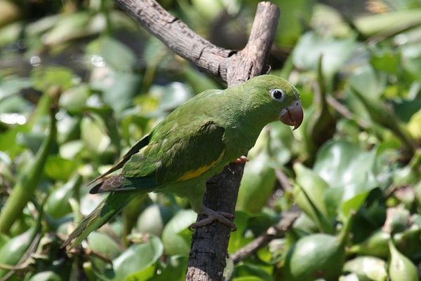 Las 12 especies de loros que conviven en Asunción | El Independiente