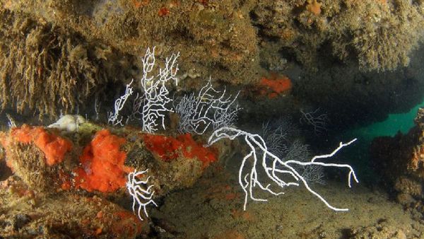 Las esponjas: ¿Primeros animales hace 890 millones de años?
