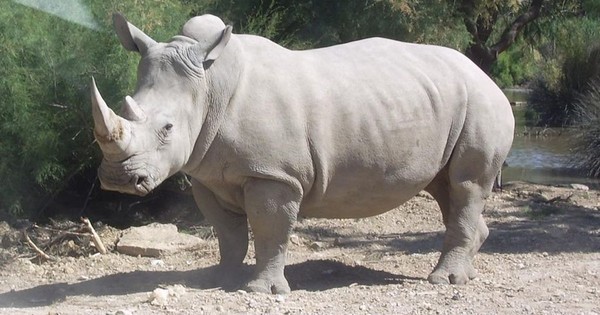 La Nación / Crean doce embriones para salvar al rinoceronte blanco del norte