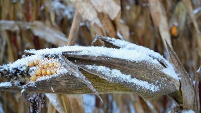 Bajas temperaturas causan daño a producción agrícola | Radio Regional 660 AM
