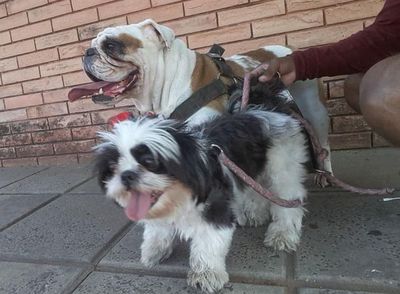 Brindando el tiempo de dispersión que todo perro merece