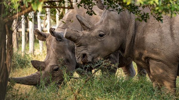Ningún rinoceronte muerto por la caza furtiva en Kenia en 2020