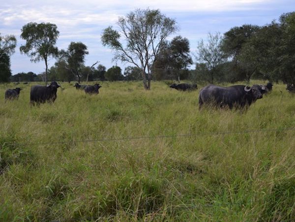 Producción nacional de búfalos muestra crecimiento sostenido del 15% anual