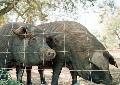 Canadá aumenta controles tras brote de peste porcina en República Dominicana - MarketData