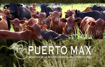 Puerto Max invita a feria especial con 3.000 terneras Brahman y Brangus