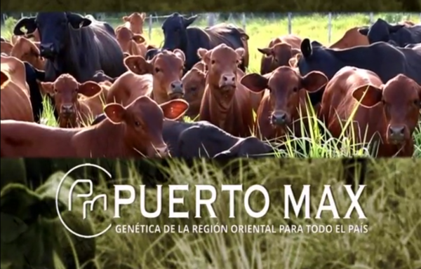 Puerto Max invita a feria especial con 3.000 terneras Brahman y Brangus